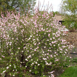 Almendro chino, Almendro de flores